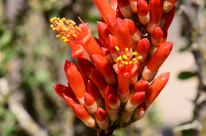 Fouquieria splendens, Ocotillo, Southwest Desert Flora